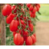 Mini San-Marzano Tomate 'Trilly' -Biohort || LECHUZA Verkaufsgeschäft 8839326 WE MO 002 PflaumentomateTrilly