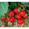 Erdbeere 'HUMMI® Rimona' -Biohort || LECHUZA Verkaufsgeschäft 8840498 BildFS 001 ErdbeereHummiRimonaRimonaHummi1St