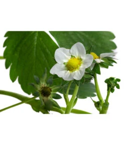 Erdbeerampel -Biohort || LECHUZA Verkaufsgeschäft 8840753 WE DE 001 FragariaErdbeerampelT20