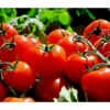 Bioland Tomate, Rundfruchtig -Biohort || LECHUZA Verkaufsgeschäft 8842619 WE MO 002 TomateRundfruchtig