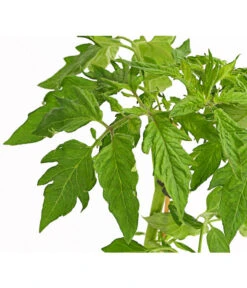 Bioland Fleischtomate -Biohort || LECHUZA Verkaufsgeschäft 8842627 WE DE 001 BioFleischtomateT12DehnerExpressHerzig