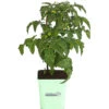 GREENBAR® Naschtomate 1 GREENBAR® Naschtomate -Biohort || LECHUZA Verkaufsgeschäft 8843203 PR FS 001 GreenbarNaschtomateT11DehnerExpressHerzig