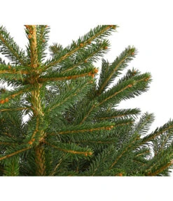 Stech-Fichte, Ca. 60-80 Cm, Im Topf Gewachsen -Biohort || LECHUZA Verkaufsgeschäft 8997504 WE DE 003 PiceaPungensFichte60 80DehnerExpressHerzig