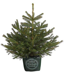 Stech-Fichte, Ca. 60-80 Cm, Im Topf Gewachsen