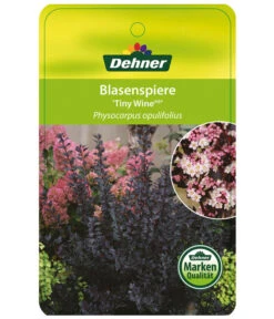 Blasenspiere 'Tiny Wine' -Biohort || LECHUZA Verkaufsgeschäft BlasenspiereTinyWine Etikett 1