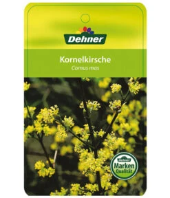 Kornelkirsche - Cornus Mas 12 Kornelkirsche - Cornus Mas -Biohort || LECHUZA Verkaufsgeschäft KornelkirscheCornusmas Etikett 1