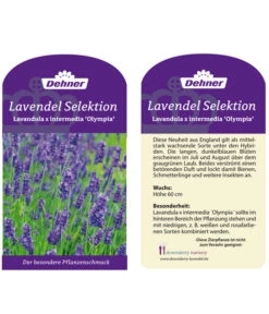 Lavendel 'Olympia' -Biohort || LECHUZA Verkaufsgeschäft LavendelOlympia