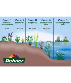 Gemeiner Froschlöffel -Biohort || LECHUZA Verkaufsgeschäft WE DE 001 Teichzonen Wasserpflanzen Schild