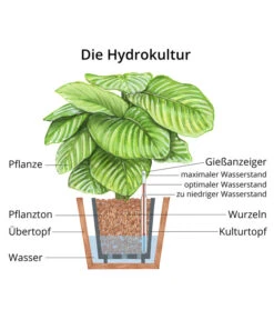 Einblatt - Spathiphyllum 'Mont Blanc', Hydrokultur 7 Einblatt - Spathiphyllum 'Mont Blanc', Hydrokultur -Biohort || LECHUZA Verkaufsgeschäft WE MO Hydrokultur Hydropflanze Grafik 4
