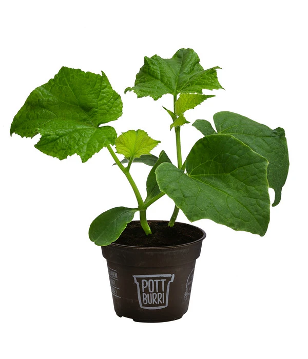 Titelseite 20 Titelseite -Biohort || LECHUZA Verkaufsgeschäft 8611287 WE FS 001 BioPBSchlangengurke