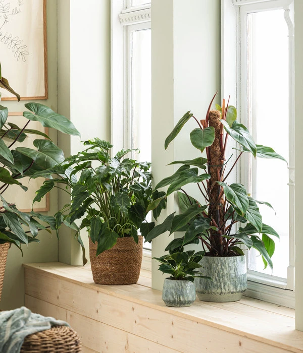 Titelseite 19 Titelseite -Biohort || LECHUZA Verkaufsgeschäft 8738163 WE MO 001 PhilodendronXanaduT21 GC02 2022 01